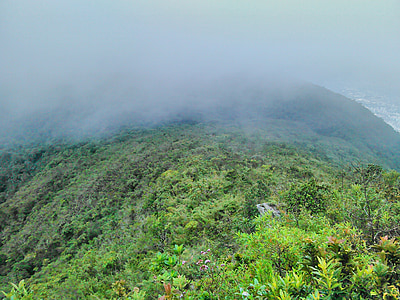 vegetación, niebla, Caracas, Avila, Venezuela, naturaleza, verde