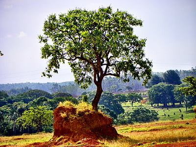 Cerrado, обезлесяването, Goiás, Гояния, Бразилия, Едрият, изчезване