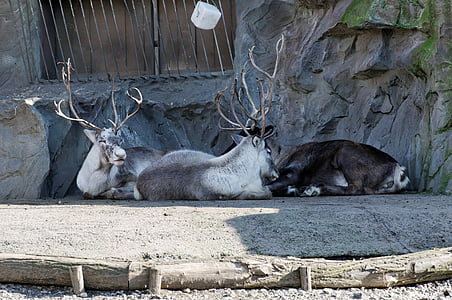 severnih jelenov, leži, ohišje, živali, živalski vrt, zoom gelsenkirchen