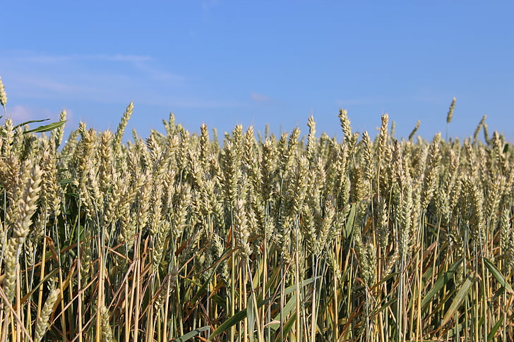 veld, spikes