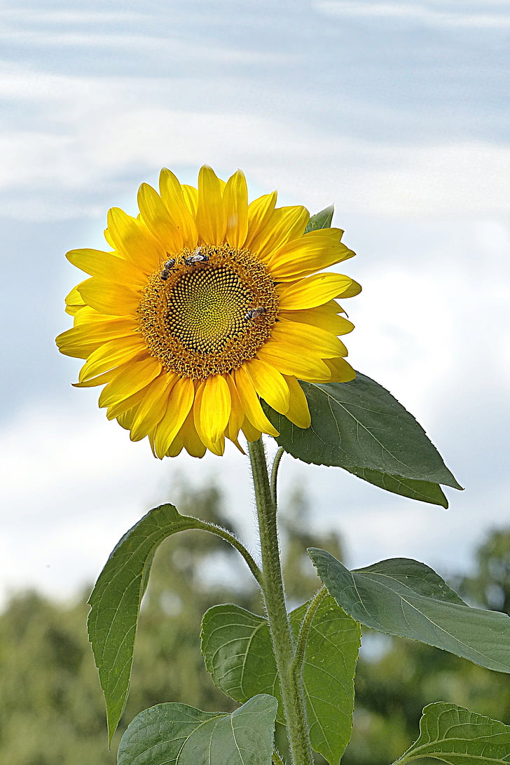 kwiat, Sun flower, Helianthus annuus, żółty