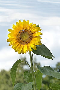gėlė, saulės gėlė, Helianthus annuus, geltona