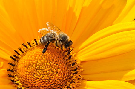 bumblebee, flower, shot, Bee, Pollen, Nectar, Yellow, Blossom