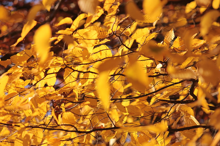 gyldne høsten, gul, blader, høst, fall farge, høst lys
