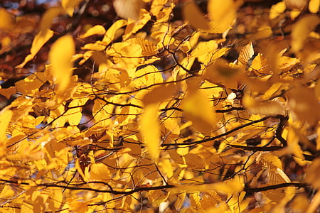 autunno dorato, giallo, foglie, autunno, colore di caduta, luce di autunno
