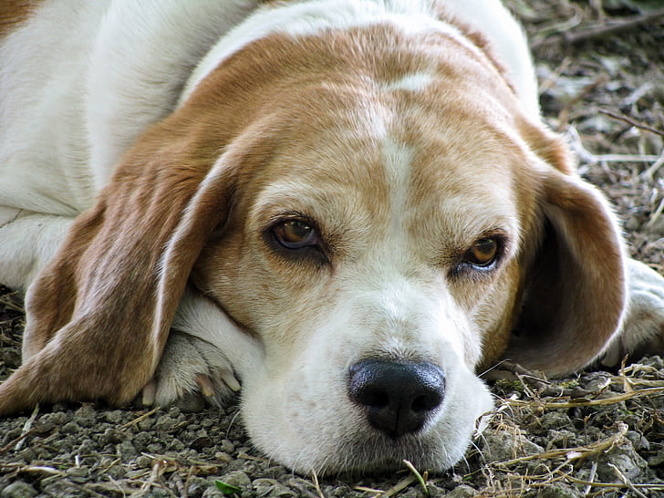 pes, Beagle, prijatelj, višji, stari, oči, nos