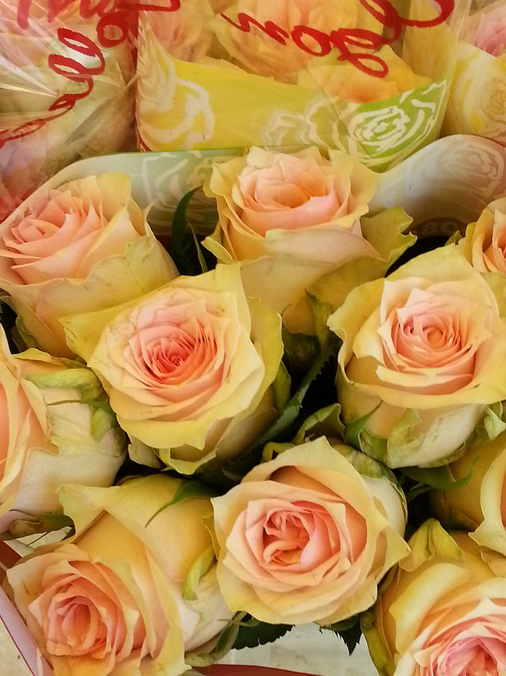 Róża, kwiaty, różowy kwiat, różowych róż, Bloom, kwiat, Róża-