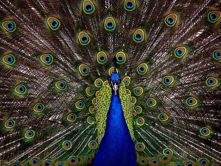 schilderij, schoonheid, Peacock, vogel, verenkleed, weergeven, elegante