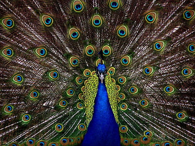 maalaus, Kauneus, Peacock, lintu, höyhenpeite, näyttö, tyylikäs