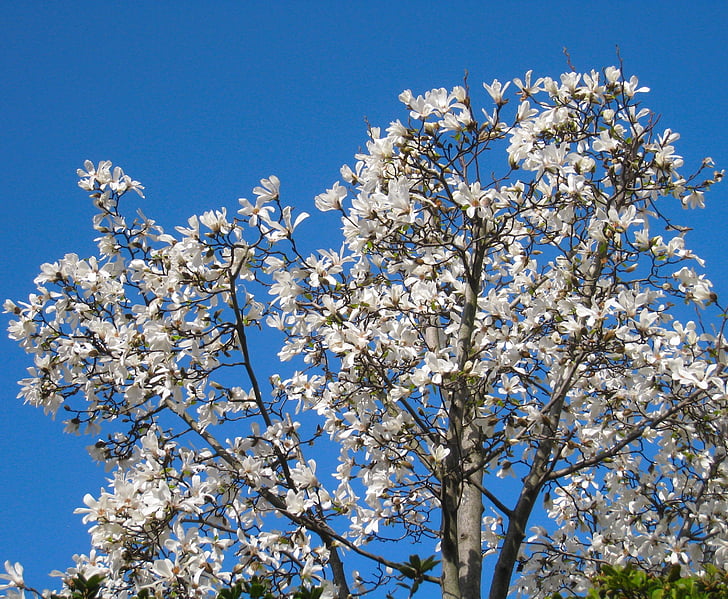 Fist, kvety, Arboretum, biele kvety, modrá obloha, drevo, Yokosuka