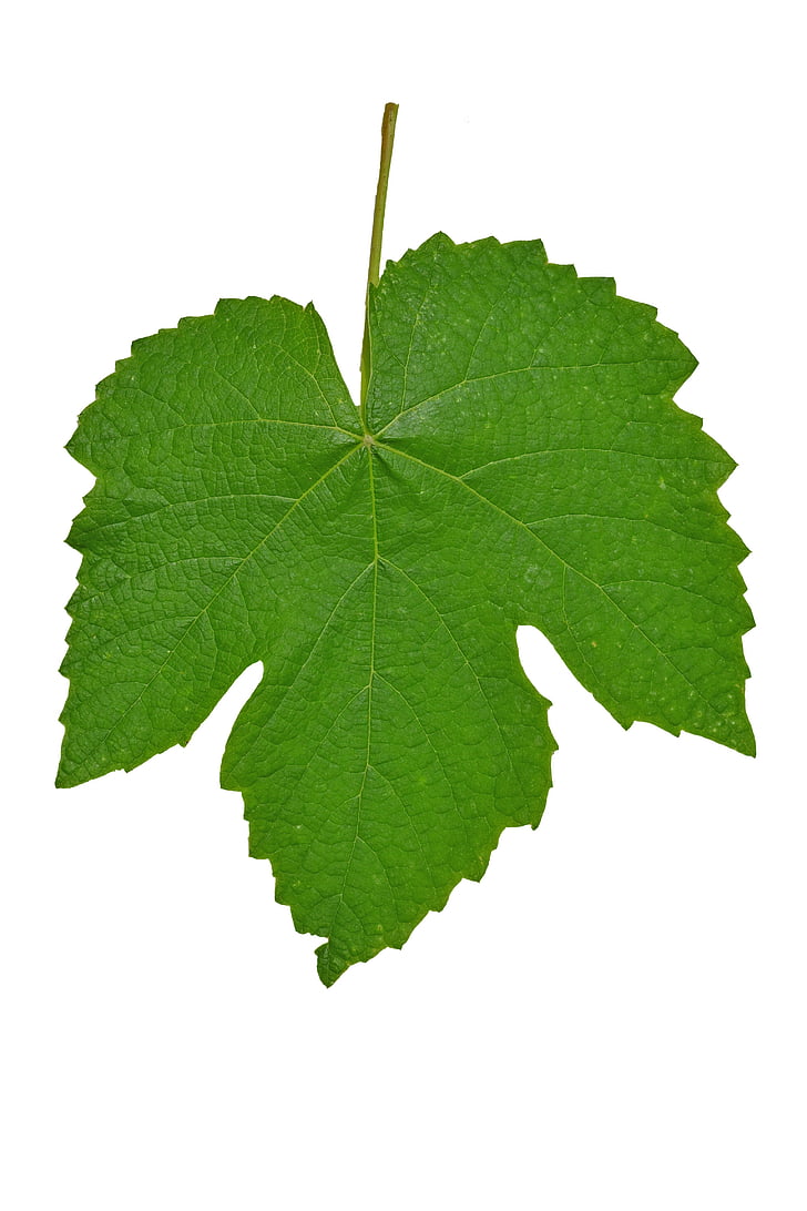 Leaf, vinič, izolované, Zelená, Záhrada, rastlín, Príroda