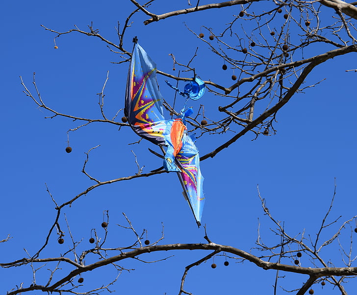 Kite in Baum, Kite, Baum, Vogel-Drachen, Kite-Essen Baum, Platane, Bergahorn