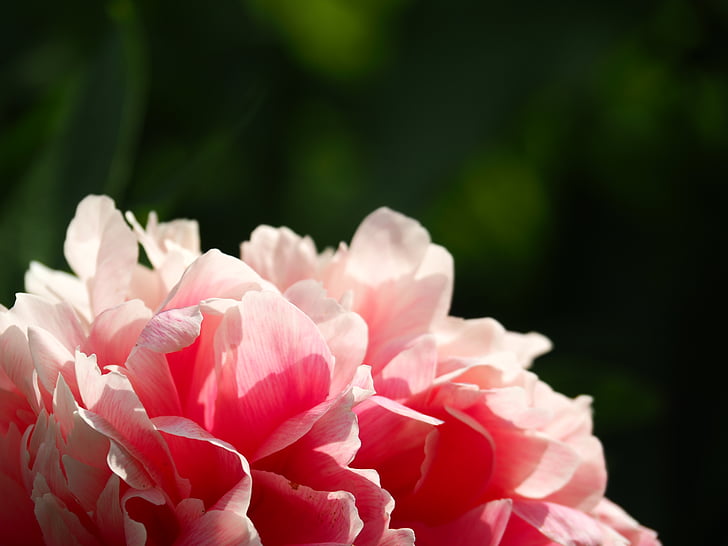 Bloom, květ, detail, Flora, květ, Příroda, okvětní lístky