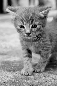adorable, baby, blur, cat, close-up, cute, domestic