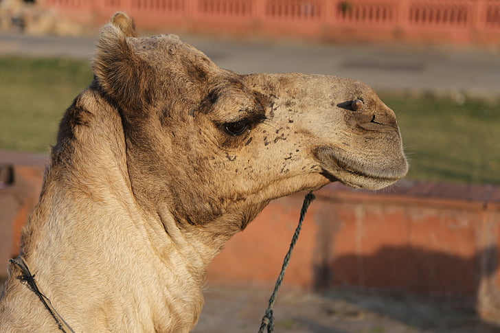 Kamel, Wüste, Sand, Tourismus, Tier, heiß, Reisen