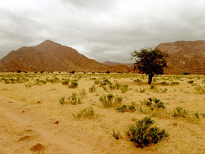 desert, hill, rocks, tree, lonely, barren, bare