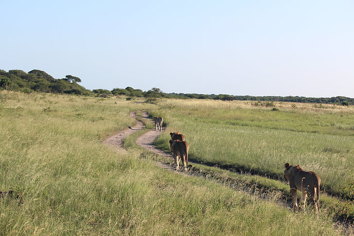 ライオネス, 南アフリカ, 野生動物, 族, 未舗装の道路, ネコ科, 家族