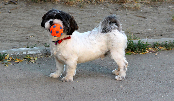 สุนัข, เล่น, ลูกบอล, สัตว์เลี้ยง, สีขาว, สีดำ, น่ารัก