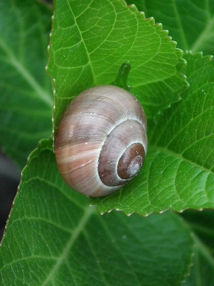 snail, shell, snail shell