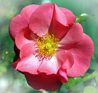 stieg, Blüte, Bloom, rot, Rosa, Ausschreibung, Rosenblüte
