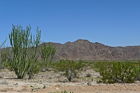 ocotillo, Joshua tree nemzeti park, California, Amerikai Egyesült Államok, sziklák, sivatag, sivatagi coral