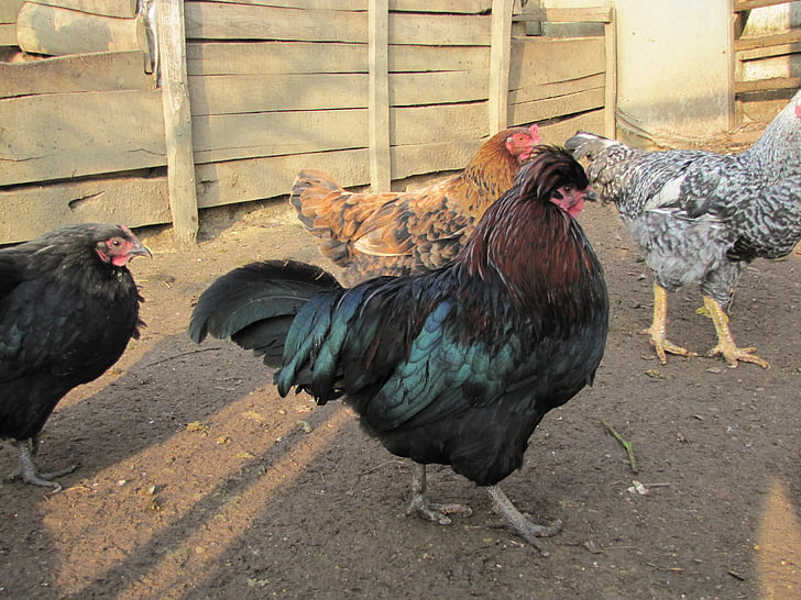 chicken coop, hens, birds, poultry