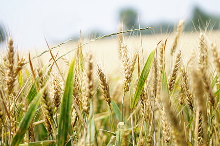 gandum, ladang gandum, ladang jagung, musim panas, sereal, Spike, gandum