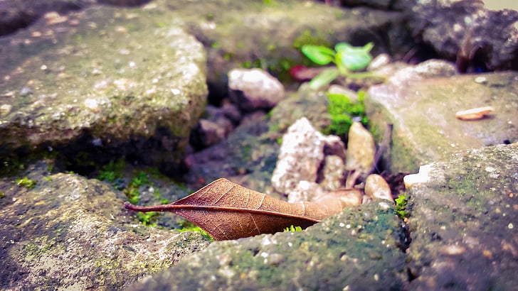 lonely, autumn, leaf