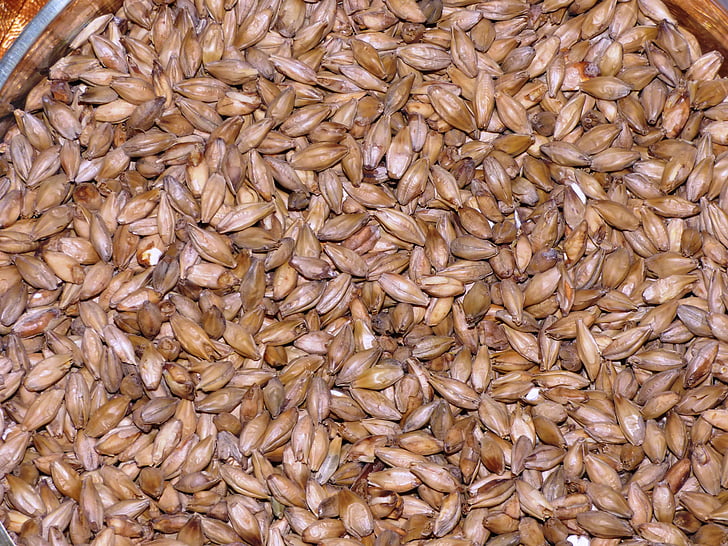 the malt, wheat malt, barley malt, grains, grain, corn, beer