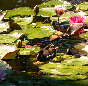 water lilies, lilies, water, pond, monet garden, nature, green