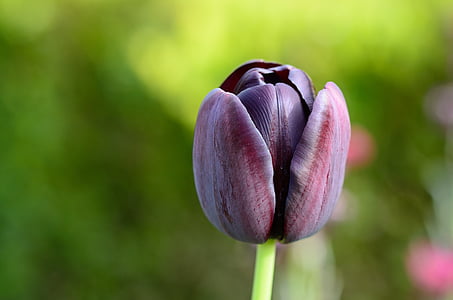 Tulipa, flor, flores, natureza, planta, pétala, cabeça de flor