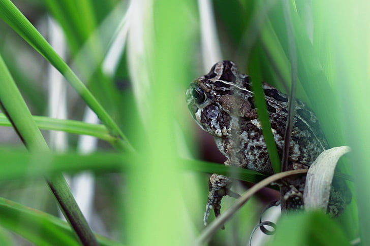 frog, nature, green, grass, cute, animal, leaf