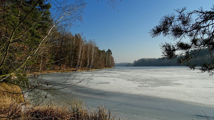 pista de patinaje sobre hielo, invierno, bosque