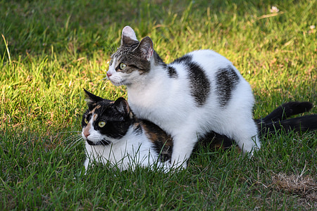 кошка, две кошки, играть, трава, Домашние животные, Домашняя кошка, животное