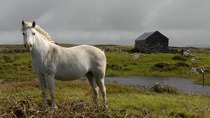 paard, schimmel, Ierland, landschap, boerderij, natuur, dier