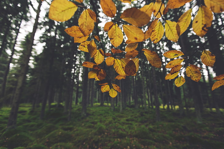 close, photo, yellow, leaves, near, tall, trees