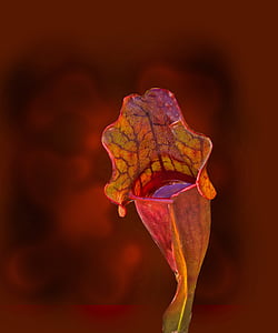 Sarracenia purpurea, lila Kannenpflanze, Anlage, nördlichen Schlauchpflanze, Damensattel Blume, fleischfressende Pflanze, sarraceniaceae