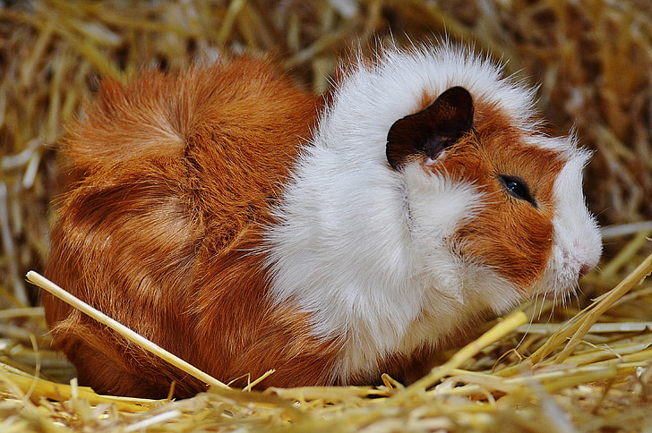 guinea pig, wildpark poing, cute, nager, young animals, small, young