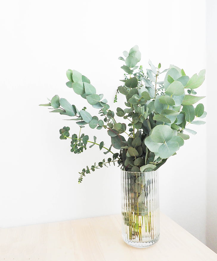 green, leaf, plants, interior, flower, water, vase