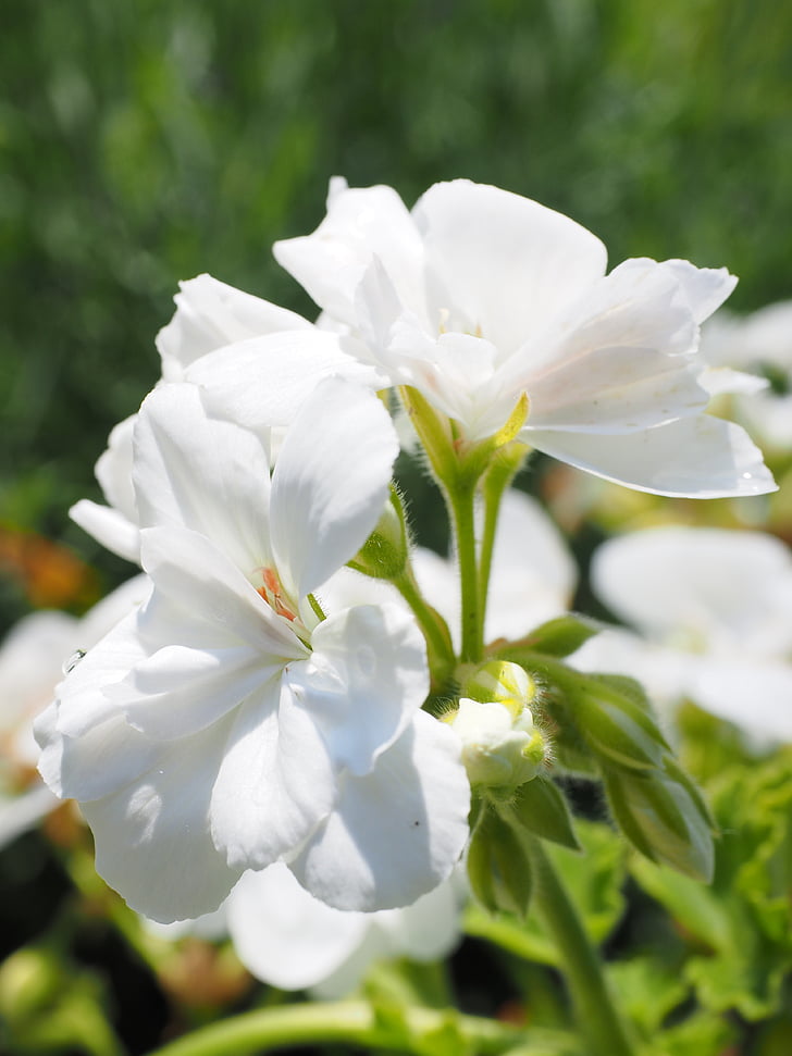 Geranio, flor, floración, Blanco, plantas de balcón, planta ornamental, flor