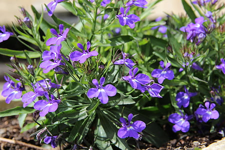 flori, albastru, violet, plante, flori albastre