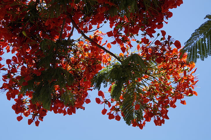 flamboyan, Delonix regia, musim panas, merah, bunga, pohon yang subur, tropis
