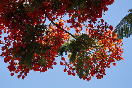 Flamboyant, Delonix regia, verano, rojo, flores, árbol floreciente, tropical