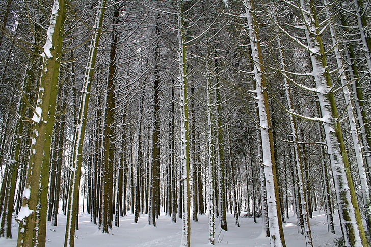 Inverno, floresta, neve, geada, frio, árvores, log de