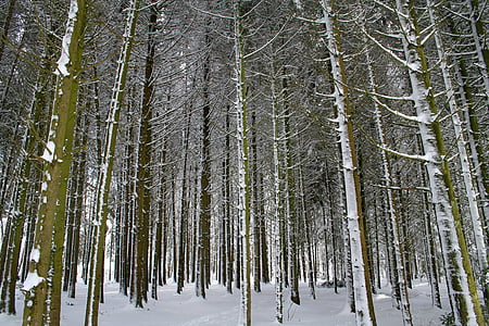 Vinter, skog, snø, Frost, kalde, trær, Logg