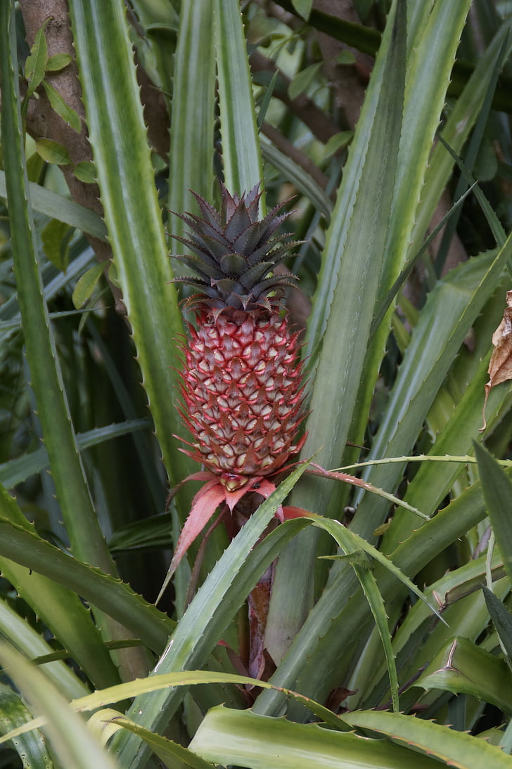pineapple, red pineapple, pineapple greenhouse, toxic, fruit, plant, flora