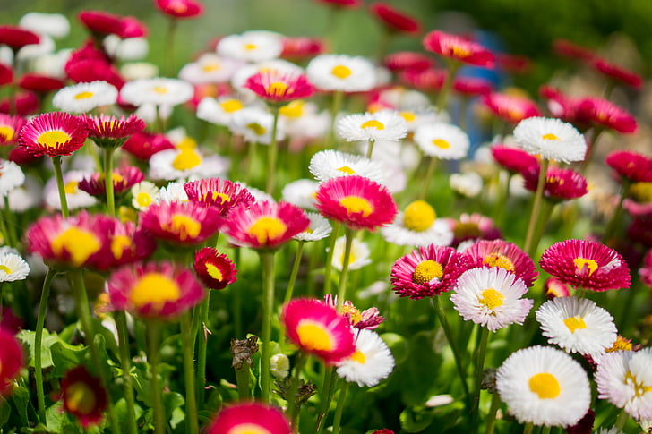 vaaleanpunainen, valkoinen, Daisy, kukat, Puutarha, kukka, kasvi