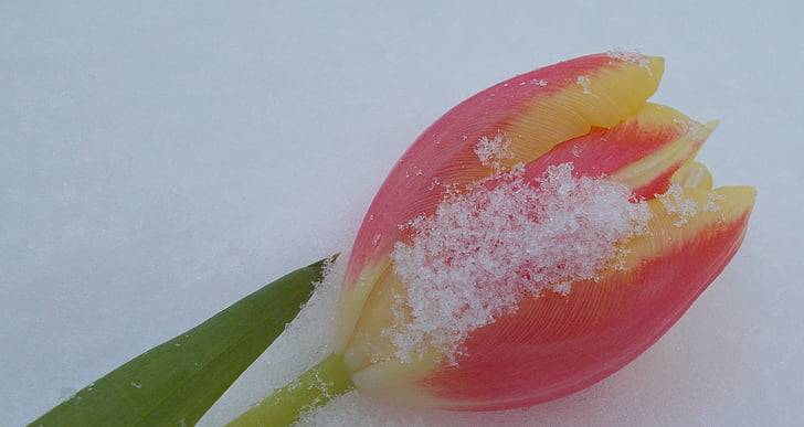 tulipano nella neve, romantica, tulipano, amore