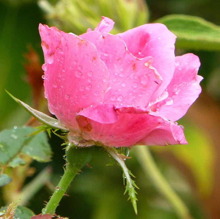 Rosa, ökade, blomma, blommig, kronblad, bukett, Valentine
