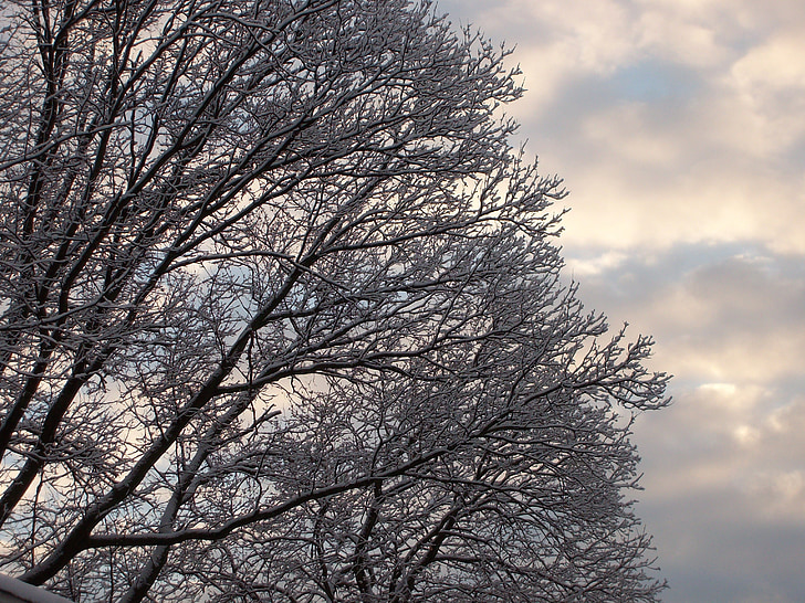 snow, trees, clouds, winter, season, cold, snowy